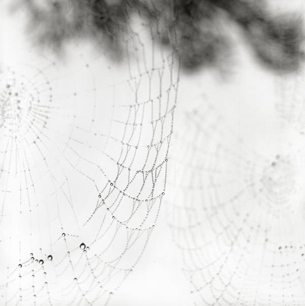 Webs
