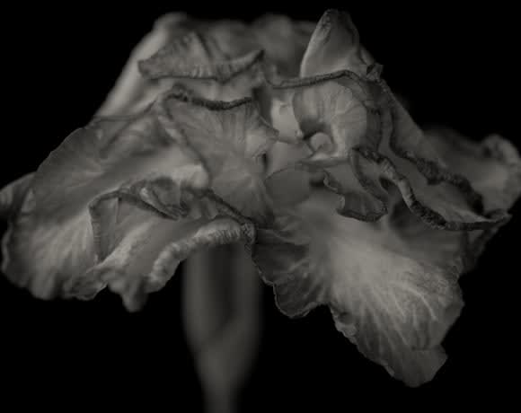 Yumiko Izu, Secret Garden (Noir) 107, 2011