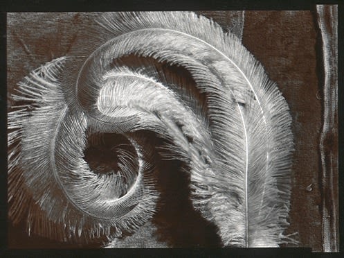 Olivia Parker, Vicksburg Feather (23), 1976