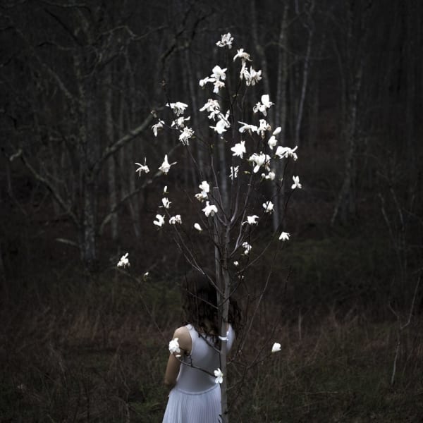 Cig Harvey, Magnolia Tree, 2017