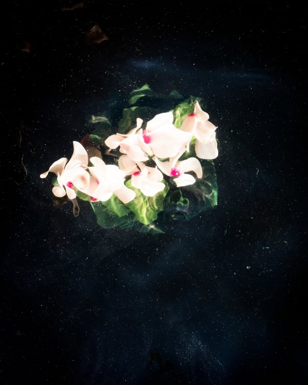 Cig Harvey, Cyclamen (Sinking), 2019