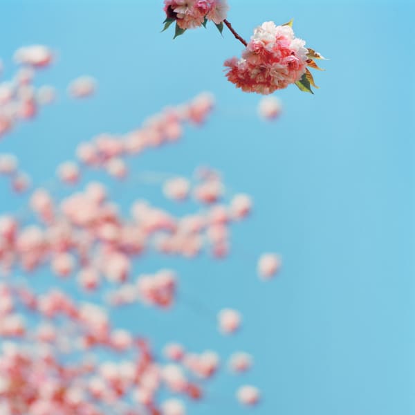 Sally Gall, Blossom #15, 2005