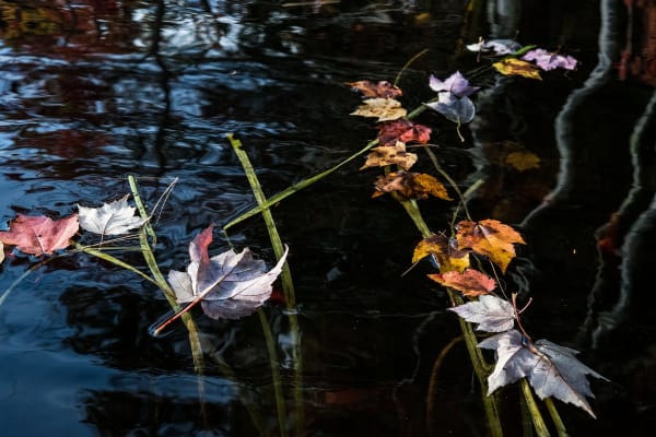 Sage Sohier, Nymphaea 09 (from the series Immersed & Submerged), 2018