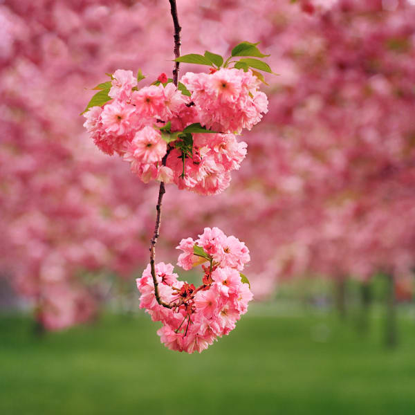 Sally Gall, Blossom #14, 2005