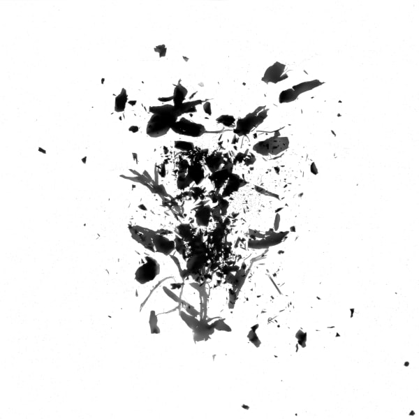 Gohar Dashti, Still Life #10, 2017