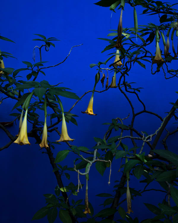 Cig Harvey, Trumpet Vines, 2020