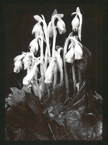 Olivia Parker, Indian Pipes (96), 1977