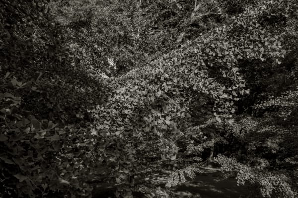 Nicholas Nixon, Arnold Arboretum No. 7, 2024
