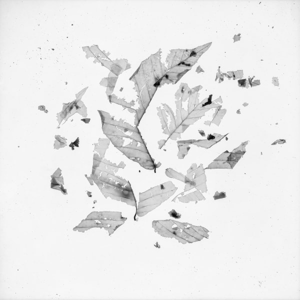 Gohar Dashti, Still Life #8, 2017