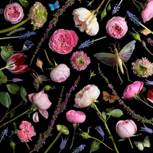 Paulette Tavormina, Botanical VI (Juliet Roses), 2013