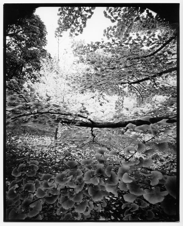 Nicholas Nixon, Arnold Arboretum No. 6, 2021