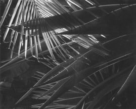 Ralph Steiner, Palmetto, Martinique, 1967