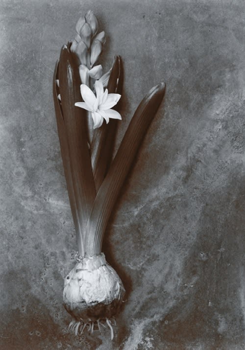 Olivia Parker, Hyacinth (72), 1977