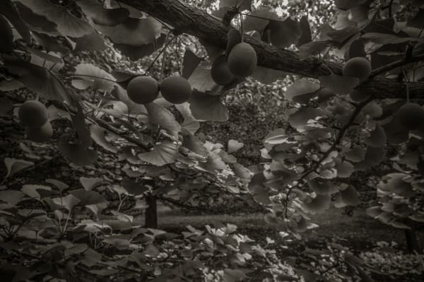 Nicholas Nixon, Arnold Arboretum No. 14, 2024
