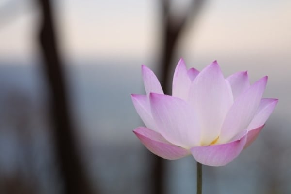 Olivia Parker, Lotus in the North I (200104), 2001