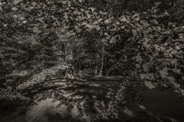 Nicholas Nixon, Arnold Arboretum No. 15, 2024