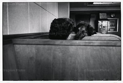 Elliott Erwitt, New York City, (dog in diner), 1978