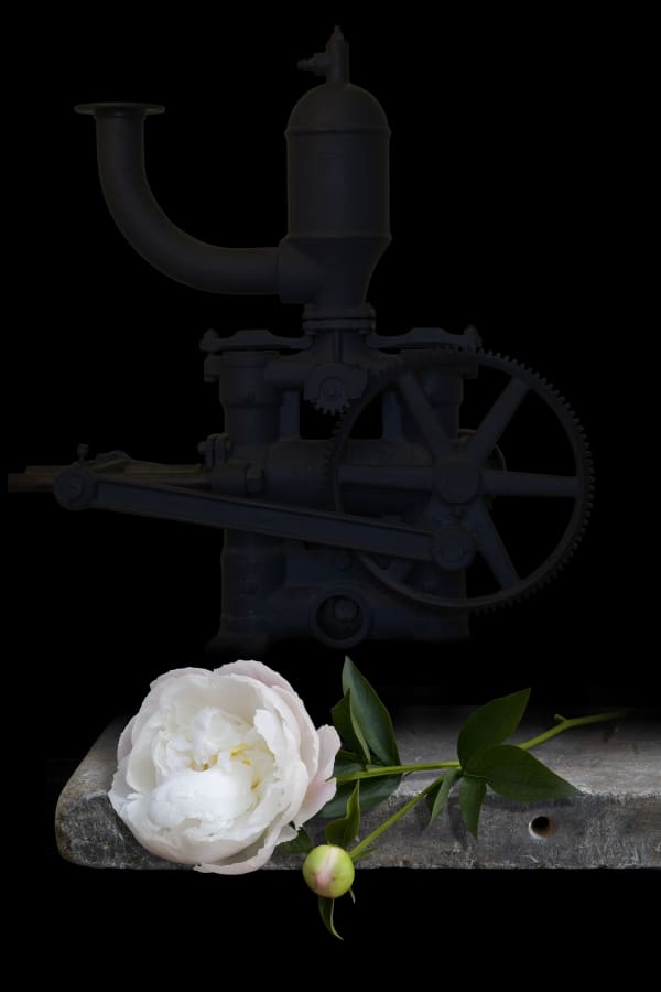 Olivia Parker, Peony Plus, 2010