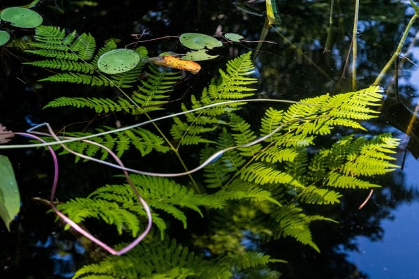 Sage Sohier, Nymphaea 02 (from the series Immersed & Submerged), 2018