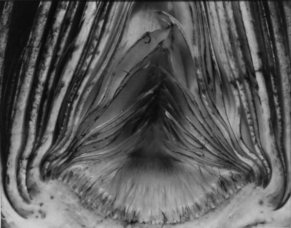 Edward Weston, Artichoke Halved, 1930