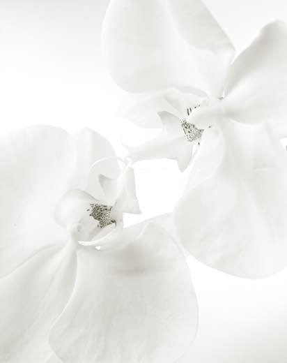 Yumiko Izu, Secret Garden (Blanc) 96, 2009