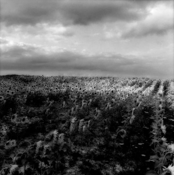 Sally Gall, Sunflowers, 1988