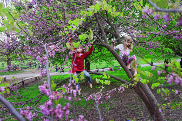 Rebecca Norris Webb, Redbud, 2017