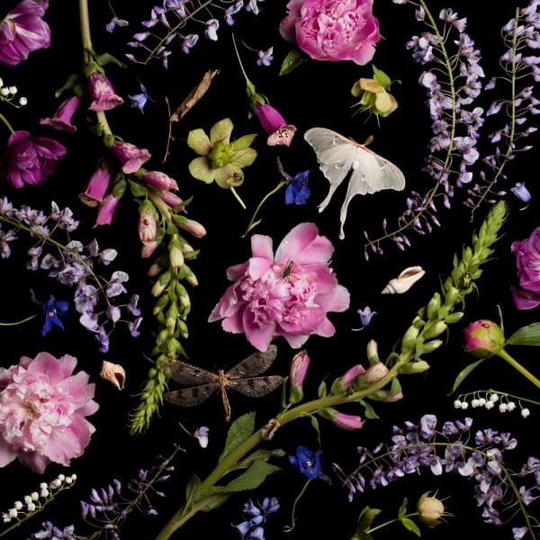 Paulette Tavormina, Botanical V, Peonies and Wisteria, 2013