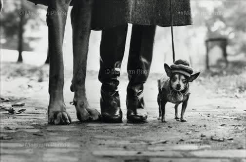 Elliott Erwitt, New York City, (dog legs), 1974