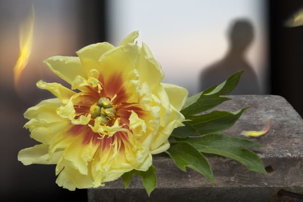 Olivia Parker, Yellow Peony, 2012