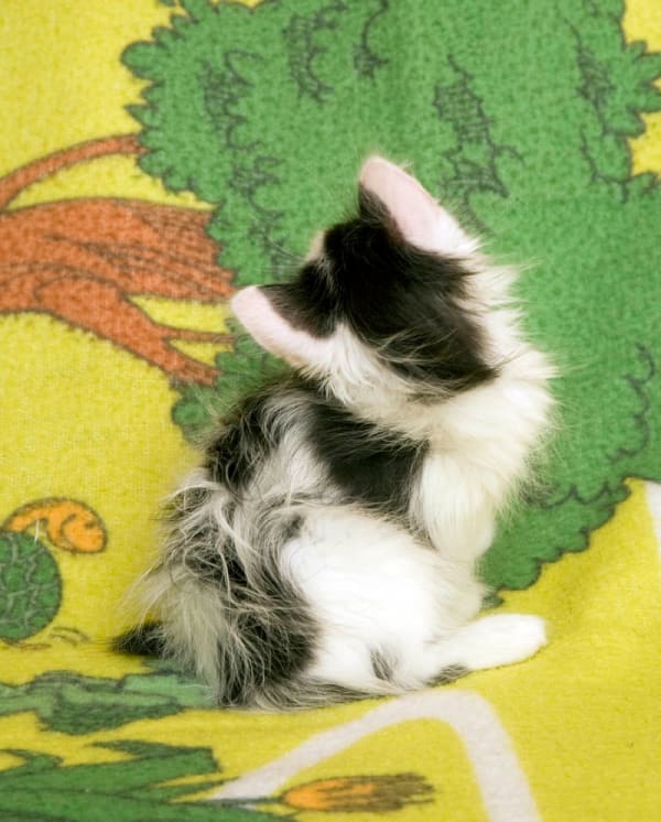 Arne Svenson, Strays 31, 2010