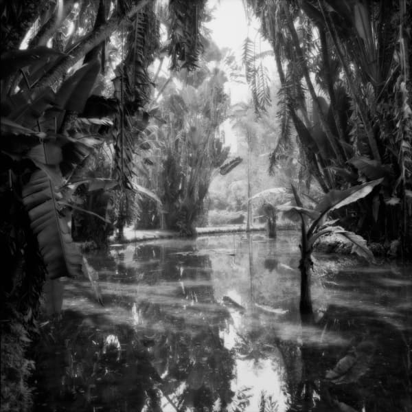 Sally Gall, Rio, Botanical Garden #1, 1986