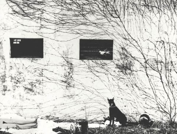 Mario Giacomelli, Doberman