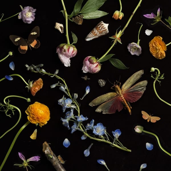 Paulette Tavormina, Botanical II (Ranunculus and Delphiniums), 2013