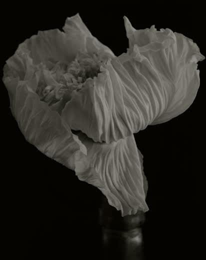 Yumiko Izu, Secret Garden (Noir) 21, 2004