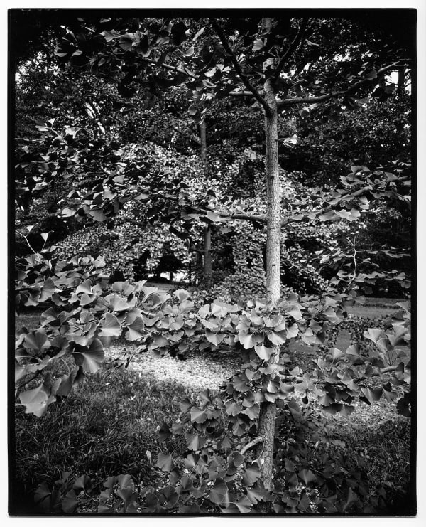 Nicholas Nixon, Arnold Arboretum No. 4, 2021