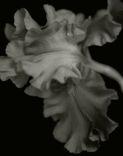 Yumiko Izu, Secret Garden (Noir) 43, 2009