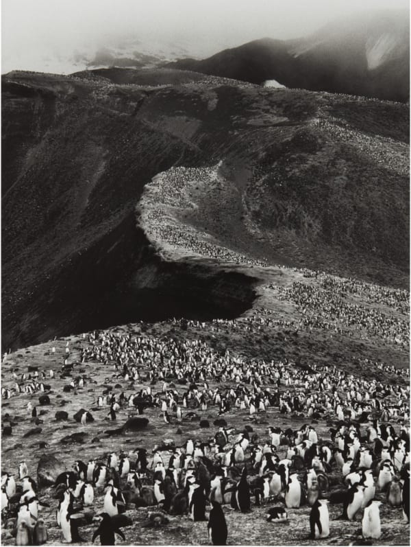 Sebastião Salgado, Chinstrap Penguins, Deception Island, Antarctica, 2005