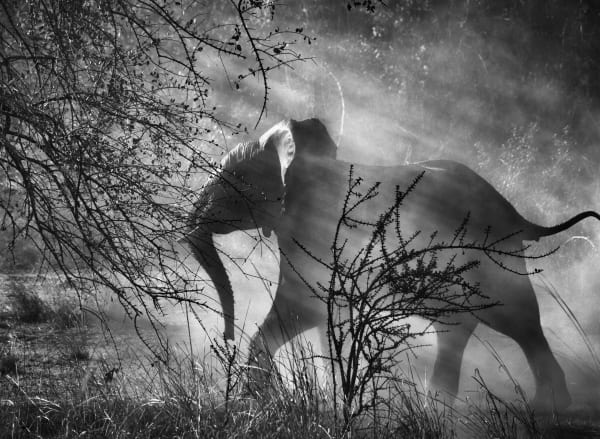 Sebastião Salgado, Kafue National Park, Zambia, 2010