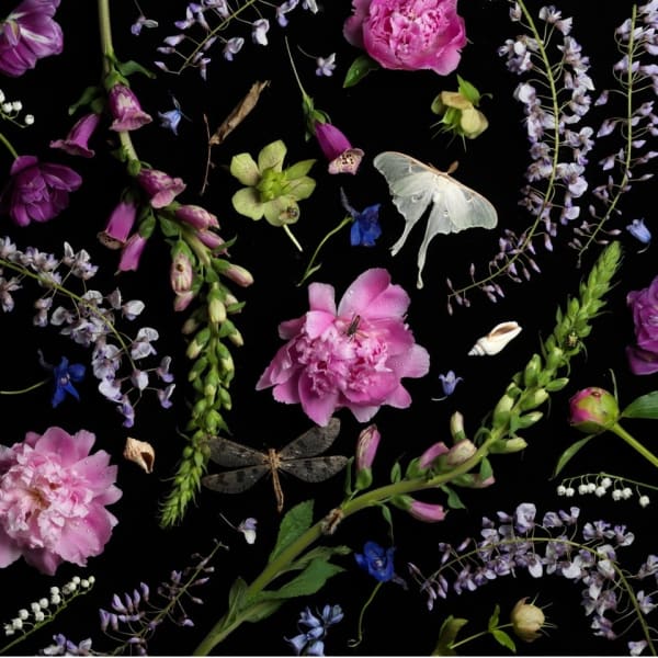 Paulette Tavormina, Botanical V (Peonies and Wisteria), 2013