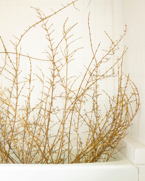 Cig Harvey, Forsythia (Bare), 2020