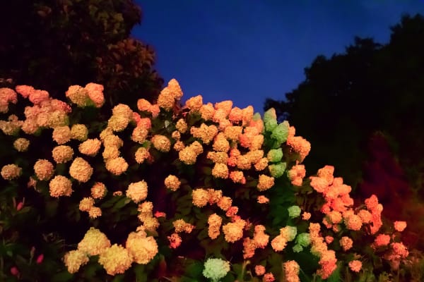 Rebecca Norris Webb, Night Before Aretha Died, 2018