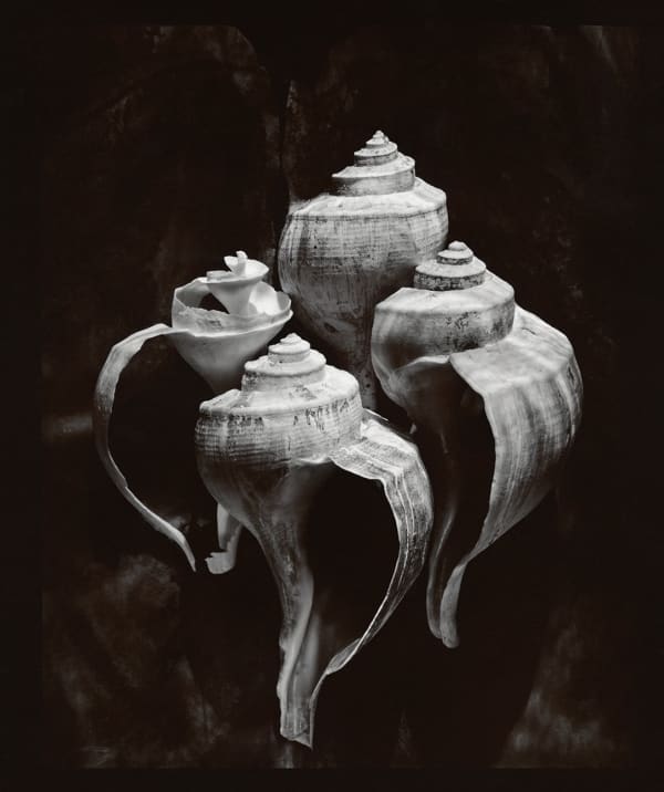 Olivia Parker, Whelks from the series Signs of Life, 1979