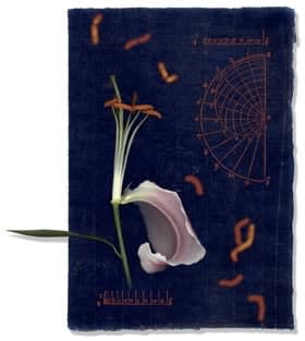 Olivia Parker, Telling Structures 3 (9903), 1999