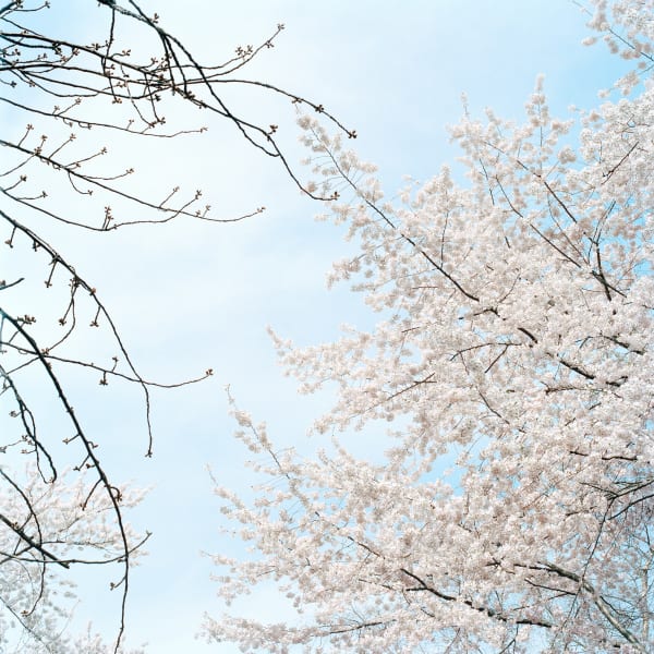 Sally Gall, Blossom #4, 2005