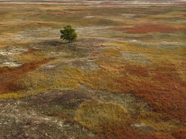 Andrew Moore, Autumn Grasses