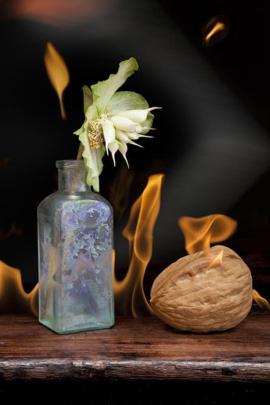 Olivia Parker, Flower and Nut, 2013