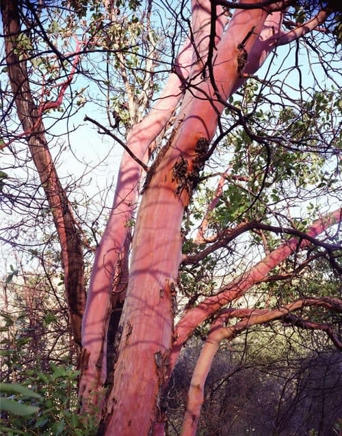 Karen Halverson, Madrone, near Lucia, California (Madrone is the name of the tree.), 2002