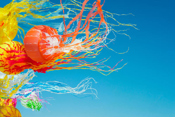 Sally Gall, Medusae, 2018