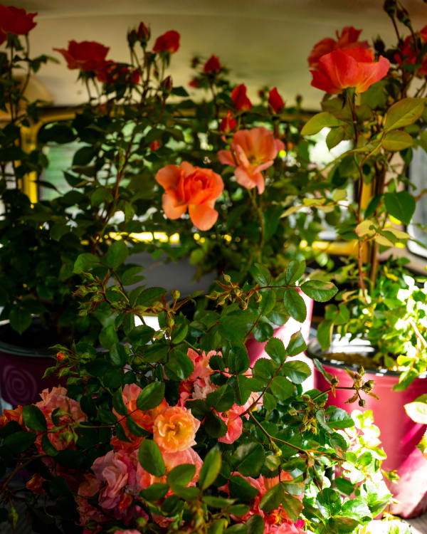 Cig Harvey, Roses in the Back, 2020